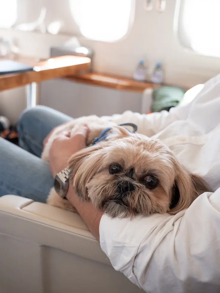 Person holding a small Shih Tzu inside a private jet cabin
